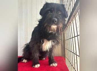 zarte Hundeseele KIMANI - 1,5 Jahre, 40cm/12kg, kl. Schnauzer-Mix