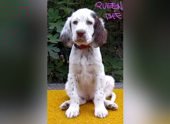 English setter Welpen (3 Rüden, 2 Hündinnen)