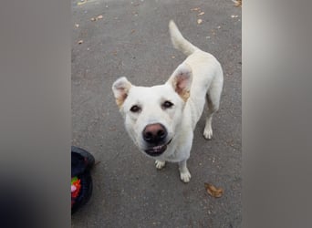 White Bear sucht ein Zuhause