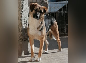 KORA❤️sanfte Seele sucht sehnsüchtig ein liebevolles Zuhause & Geborgenheit