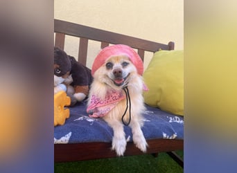 Nara SR – kleine Spitz-Prinzessin sucht endlich ihr Glück