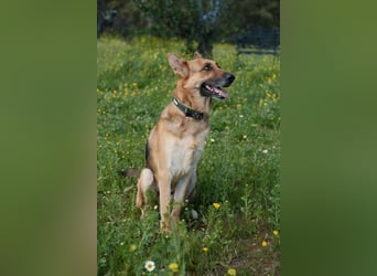 Tilo (Spanien) – ein liebevoller Vagabund auf vier Pfoten