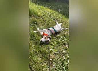 Beagle Mischlingswelpe GEORGY (Dezember 2024) sucht eine eigene Familie