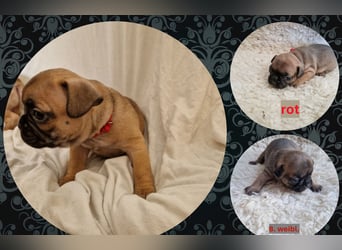 Französische Bulldoggen Welpen