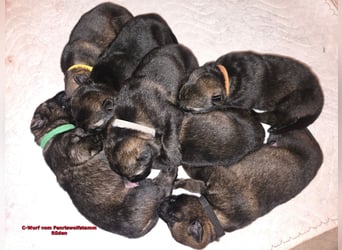 Dunkelgraue Schäferhunde aus Kör-u.Leistungzucht