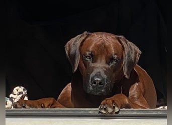 Rhodesian Ridgeback Dark Wheaten