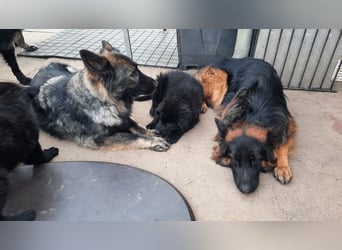 Langstockhaar Schäferhund  Rüde