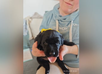Welpe männlich gelbes Halsband
