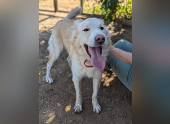 Falcon - junger beeindruckender feiner Hundemann