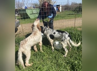 Leroy - super freundlich sucht Familienanschluss