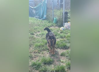 Tequila - ein verspielter und aktiver Terrierjunge