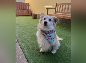 Joey, freundlicher aufgeschlossener Corgi Mischling geb. 2022
