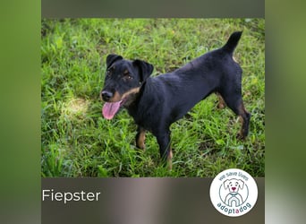 Fiepster: Sucht dringend lievolles Zuhause
