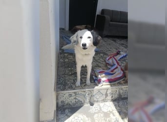Zauberhafte, unkomplizierte junge Hündin Casper