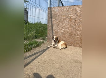 FINA, Hündin, 2,5 Jahre, 40 cm, Mischling, Tierschutz