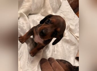 Zuckersüße Jack Russel- Dackel Welpen in liebevolle Hände abzugeben !