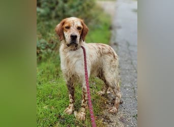 Lieber Setter ♥Luca♥ in 84513 Töging
