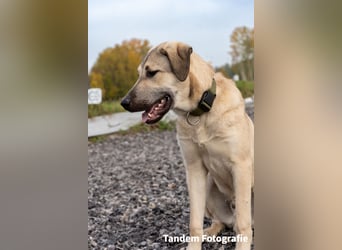 Atilla - Zuhause gesucht