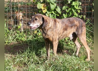 Ursus - Bewerbung als Lieblingshund