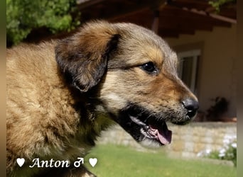 Allie, Adam und Ajax suchen ein Zuhause