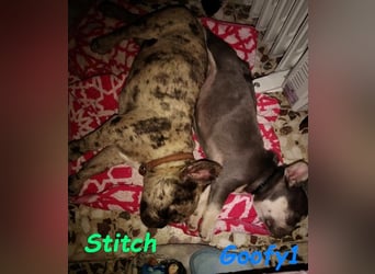 Stitch geb. 08/2023 (ESP) - gesellige und neugierige Französische Bulldogge!
