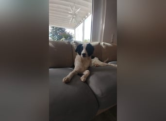 Sanfter Junghund Max(6 Mon/50 cm/15 kg) sucht liebevolles Zuhause