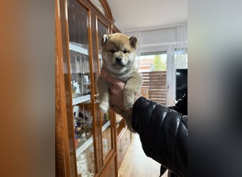 Shiba Inu welpen
