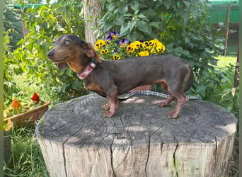 Piper, ein fröhliches Hundekind