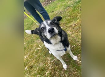 Finn - absoluter Herzenhund