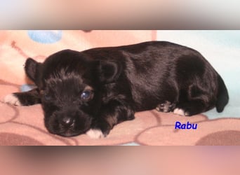 Kirsei-Kra Tibet Terrier Welpen ( VDH / ILT )