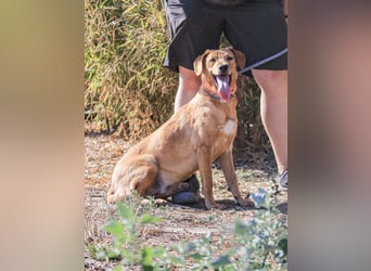 Badou, Mix Labrador / Schäferhund, lieb und sozial