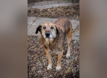 Mick: Sanfter Senior mit Charme