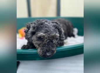 OTTO - Kleiner, freundlicher, Puli-Mix,allergikerfreundlich