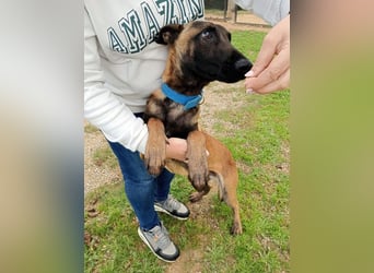Salva, perfekter Malinois der einfach nur gefallen will