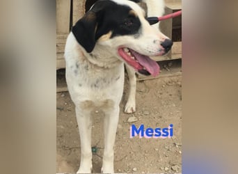 Messi, 01/23 - sportlicher Kumpel sucht seine Menschen
