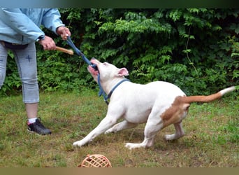 Murphy-DG, Dickkopf sucht Paten!