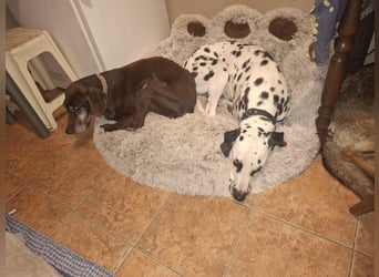 Rico, 7 Jahre sucht DICH!