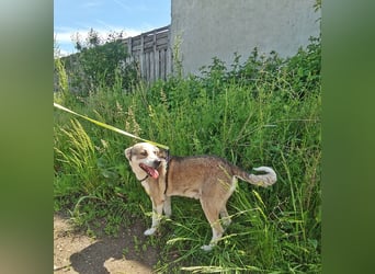 Bobby, menschenbezogen und lieb