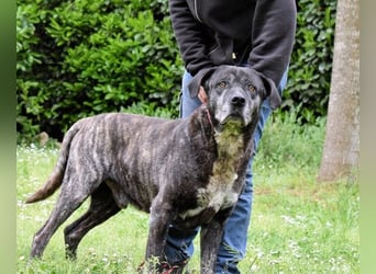 Biggie - Schoßhund im XXXL-Format?