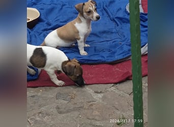 Jack Russell Terrier welpen mit CHIP/Eu-Pass AB SOFORT nur 1 Hündinn