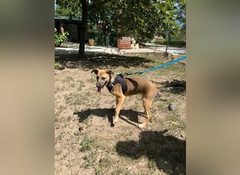 Cleo - unsere wundervolle Frohnatur