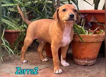 Zorro2 02/2025 (ESP) - cleverer, kleiner Podenco-Bodeguero Mix Welpe!