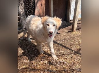 BUBBLES - Hunde-Teenagerin auf Familiensuche!