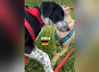 Shira,geb.02/25,pütziges Hundemädchen sucht ihre Familie,bereits in DE 67549 Worms
