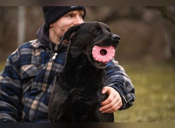 Wunderschöner Labradormischling Ivar sucht seine Menschen   Zuhause oder Pflegestelle zum 02.08.2025
