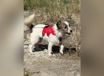 Süße Lotte sucht liebevolles Zuhause
