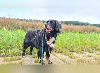 Amy - Ein bezauberndes Hundeherz