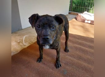 Ludwig 2, Staffordshire Terrier Mischling