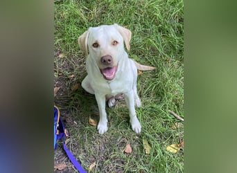 Labrador