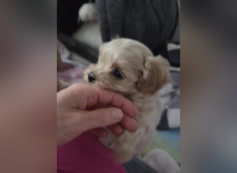Maltipoo Welpen Rüde